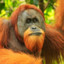 Orange Utan