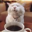 Catpuccino