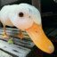 duccy