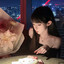 safris