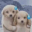 泔水侠