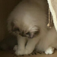 扁桃体永不发言