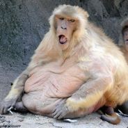 Hercegovina Fucker Is Killing Yo