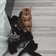 кошка с носками