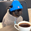 Coffee Dawg