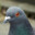 Pigeon's avatar