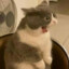 Gatuss