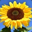 Sonnenblume