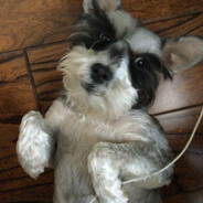 果子狸炖水鱼鞭