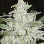 @DeathByDabs -Instagram - steam id 76561197963787038
