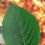 BurningLEAF CSGO500