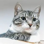 Cat_Ilike