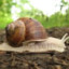 Snail