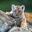 LittleTiger