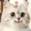 混分的小猫