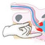 Prostate toucher