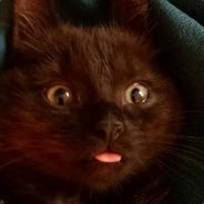 немногоракал