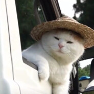 北大西洋海神龙