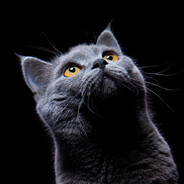 Monolith avatar