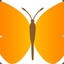 orangemoth