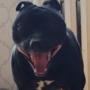 siwusxd