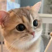 别用冷暴力刀我