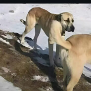 Fisting Kangal