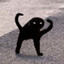 Nibba cat 2