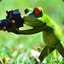 _-Mr.Frog-_