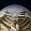 Crimelopod