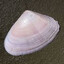 Pipis