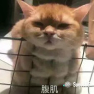 猫哥