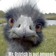 Mr_Ostrich