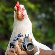 BarnChicken