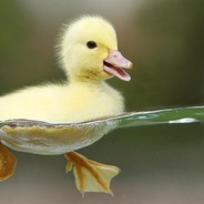 Duck IRL