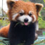 RedPanda