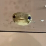 BLUB BLUB