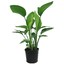 Benplant