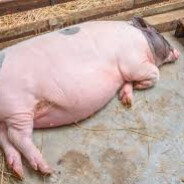 сантехник витали