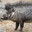 rabid boar