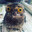 awesome bird