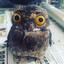 awesome bird