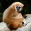 Just a gibbon