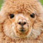 I&#039;m AlpacaBoyz