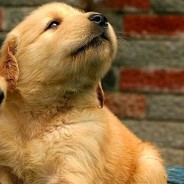 只有神知道的世界