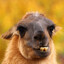 twitch.tv/WebCamLama