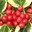 Red_Perry