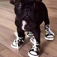 Yan Dog Leather shoes