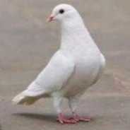 哈基米喔娜美路多