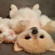 不能1V9莫怪队友